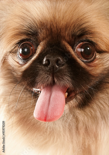 Intelligent Pekingese