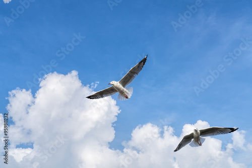 several seagulls flying in a cloudy sky