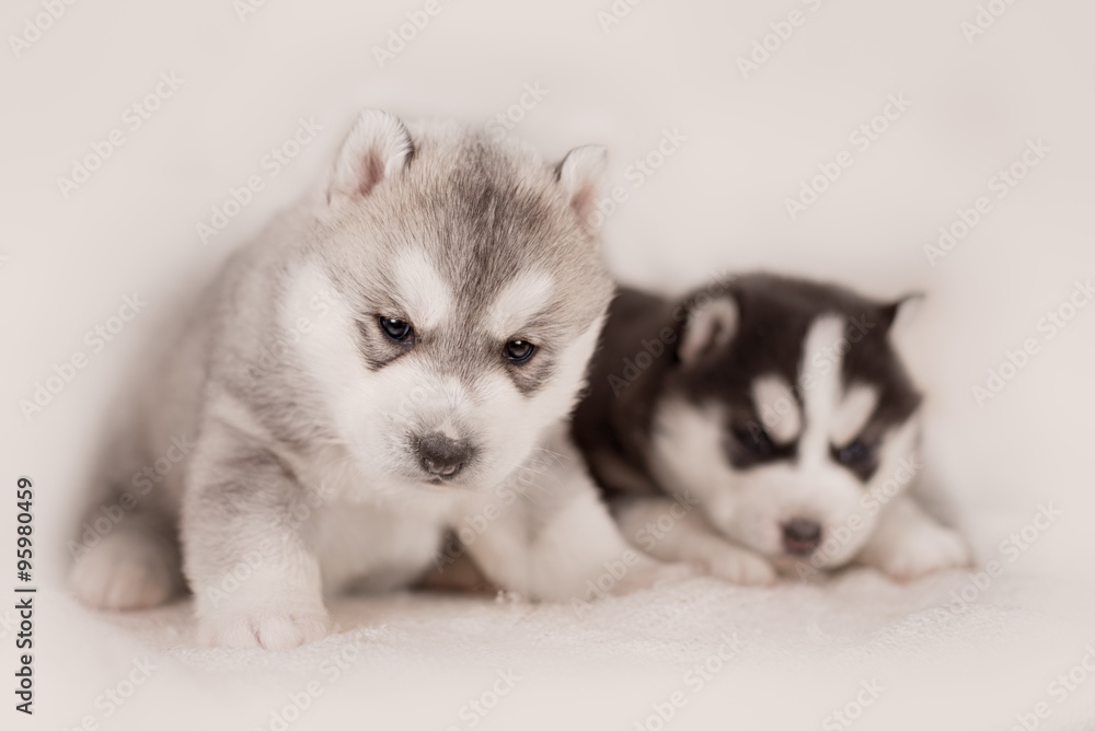 Two of siberian husky puppies