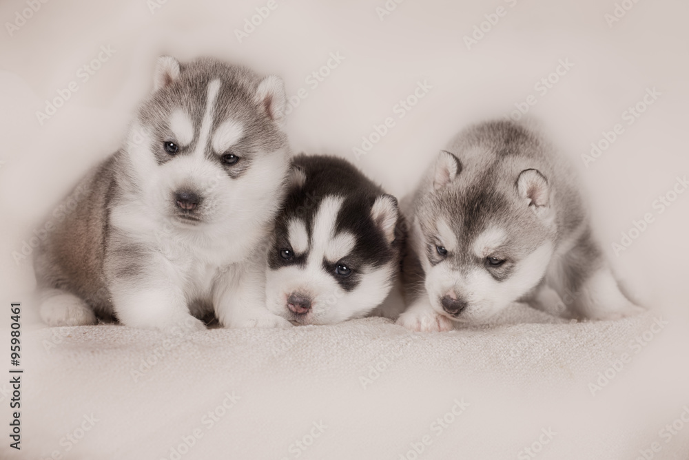 Three of siberian husky puppies