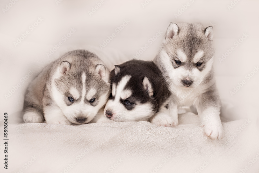 Three of siberian husky puppies Three of siberian husky puppies