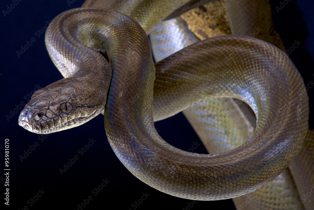 Obraz premium Papuan python (Apodora papuana)