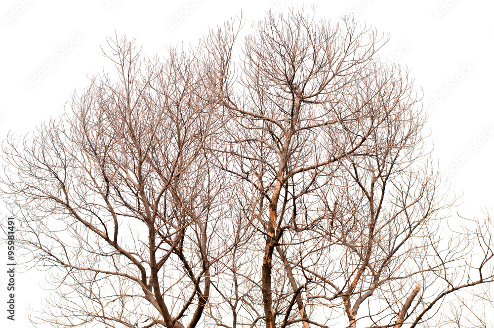 Tree is not leaves anf branch of dead tree on white background