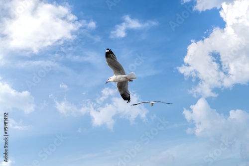 Seagull flying on blue sky