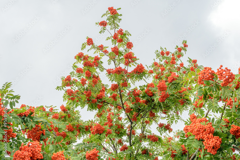 Tree branches with ripe bunches of rowan