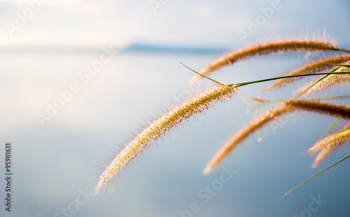 blurred grayish grass flower on blue sky