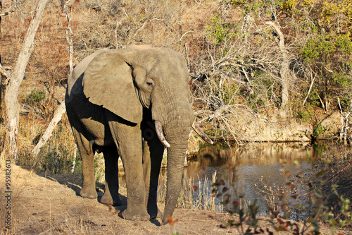 Photography Elephant at a waterhole