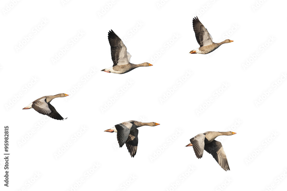 Obraz premium Greylag Geese flying in V-formation