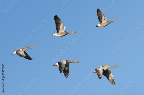 Greylag Geese flying in V-formation