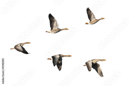 Greylag Geese flying in V-formation