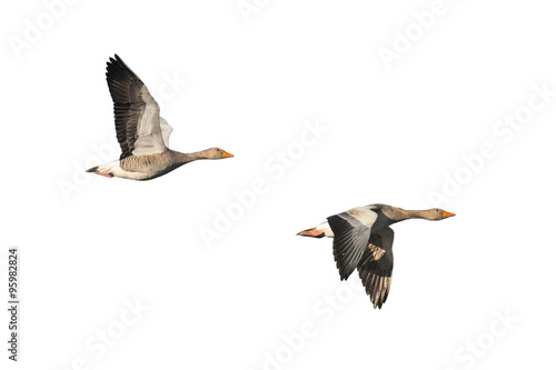 Two isolated greylag geese in flight