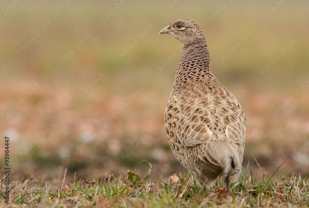 Ringneck Pheasant (Phasianus colchicus) Ringneck Pheasant (Phasianus colchicus)
