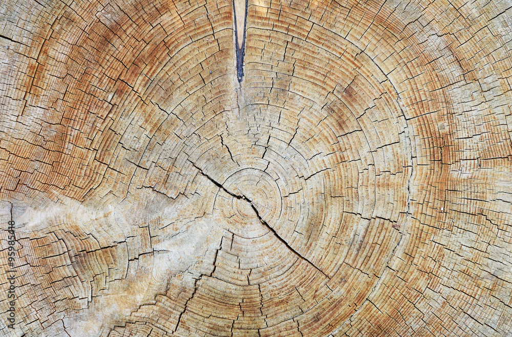 Naklejka premium trunk