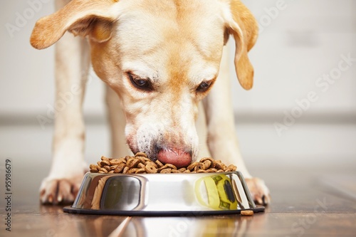 Fototapeta Naklejka Na Ścianę i Meble -  Hungry dog