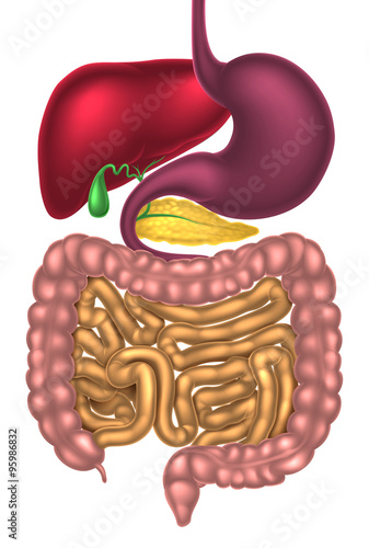 Alimentary Canal Digestive System