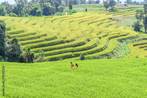 Motion blur of couple walk leisurely romance in rice field.