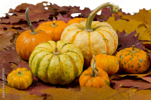 still life of pumpkins with leaves