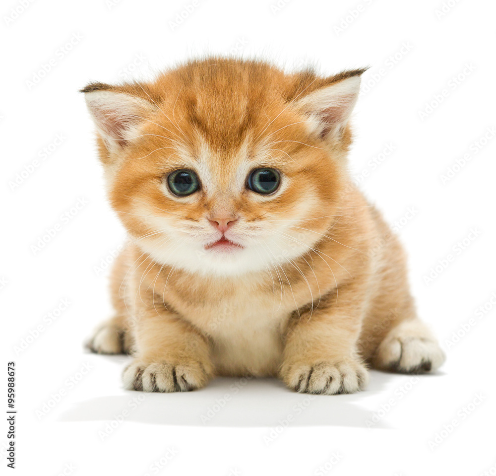 Fototapeta premium Little kitten