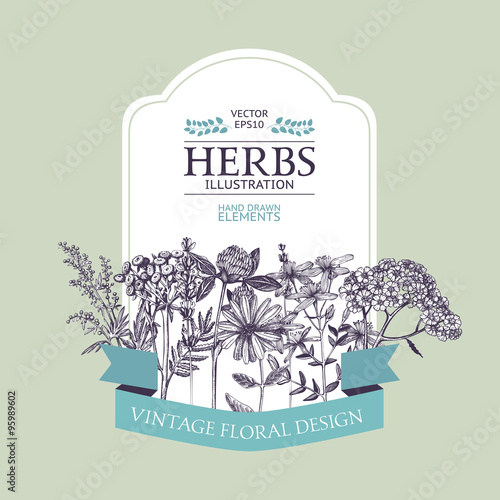 Vector design with hand drawn herbs. Decorative background with vintage medicinal herbs sketch