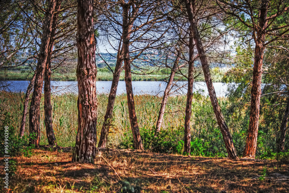pine tree by the water in Platamona pond pine tree by the water in Platamona pond