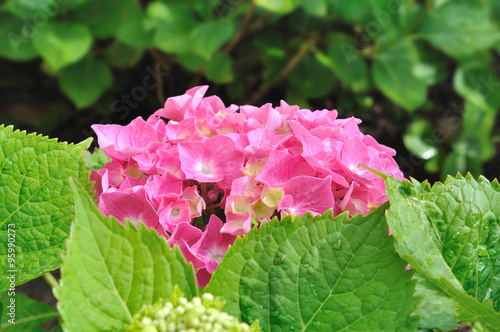 fleurs roses d'un hortensia