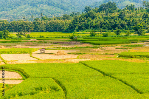 Asian rice field after harvest in Nan province  Thailand  