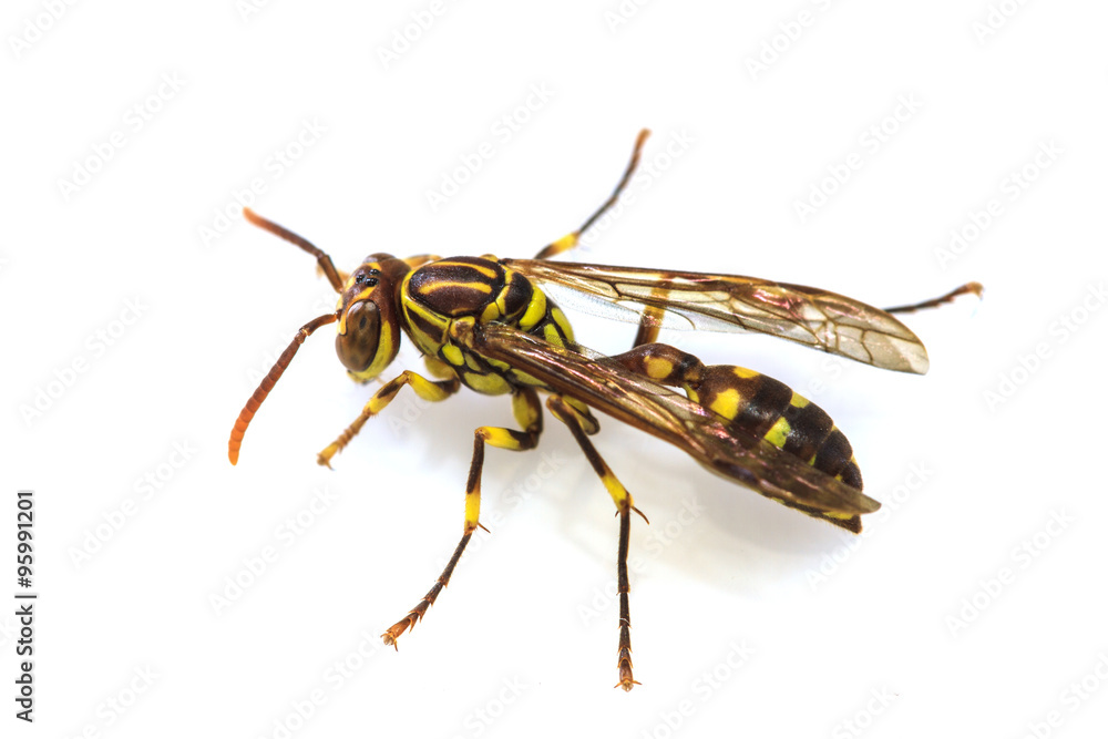 wasp isolated on white background wasp isolated on white background