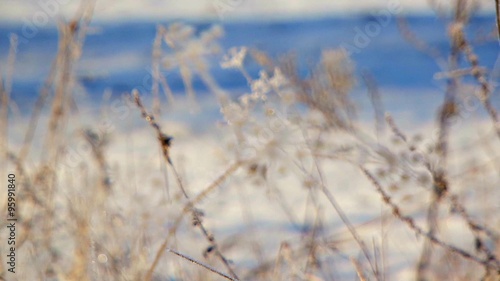 Wallpaper Mural Frozen Grass In The Meadow At Winter Time Torontodigital.ca