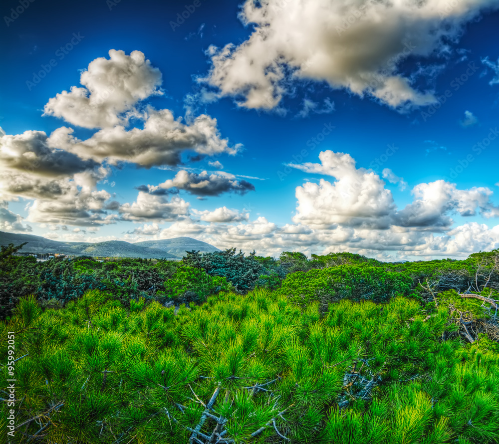 pinewood and soft clouds pinewood and soft clouds