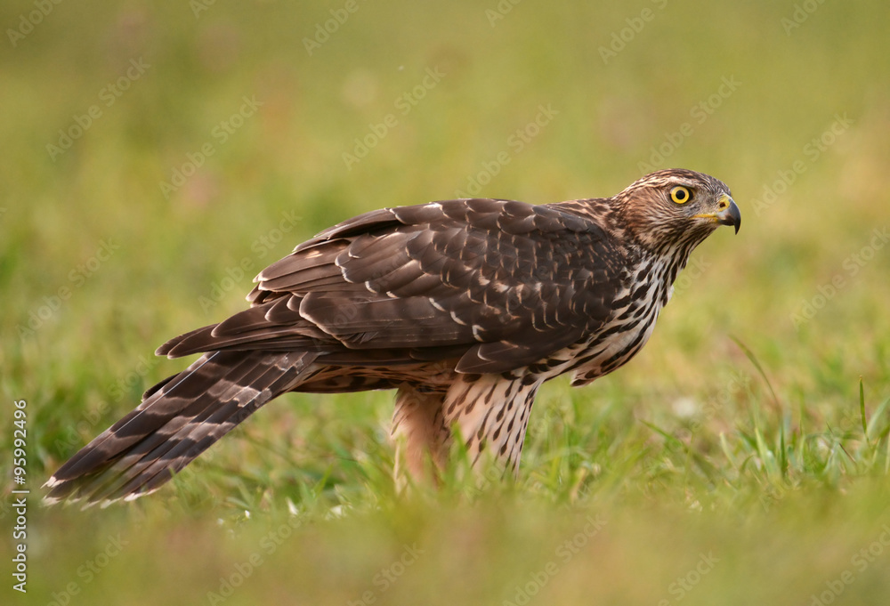 Obraz premium Young Sparrow hawk (Accipiter gentilis)