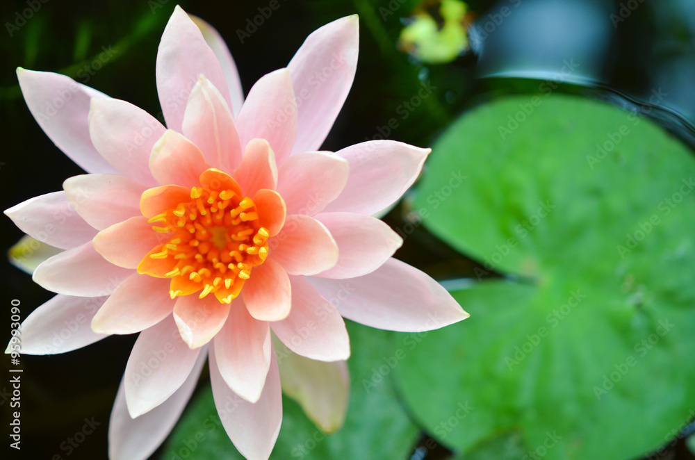 Pink lotus blossoms or water lily flowers blooming on pond Pink lotus blossoms or water lily flowers blooming on pond
