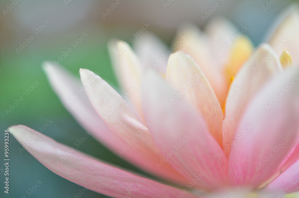 Pink lotus blossoms or water lily flowers blooming on pond Pink lotus blossoms or water lily flowers blooming on pond