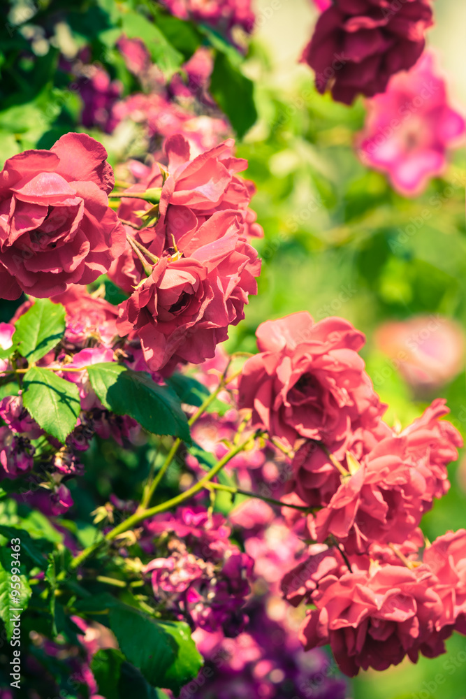 Bush of beautiful roses in a garden Bush of beautiful roses in a garden