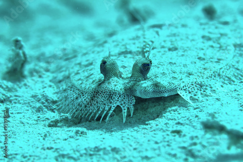 Leopard flounder  Bothus pantherinus  on sandy bottom in the Red Sea  Egypt.