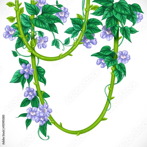 Liana with blue flowers isolated on a white background