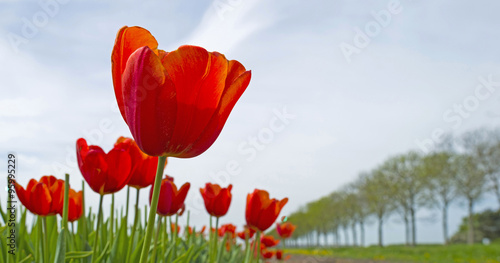 Fototapeta Naklejka Na Ścianę i Meble -  Tulips in a sunny field in spring