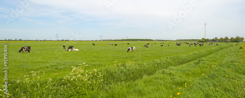 Herd of grazing cows in a meadow in spring
