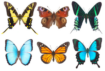 Tropical butterflies border