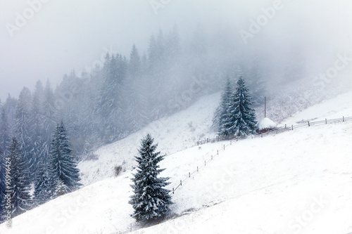 Foggy forest in winter © Dmytro Kosmenko