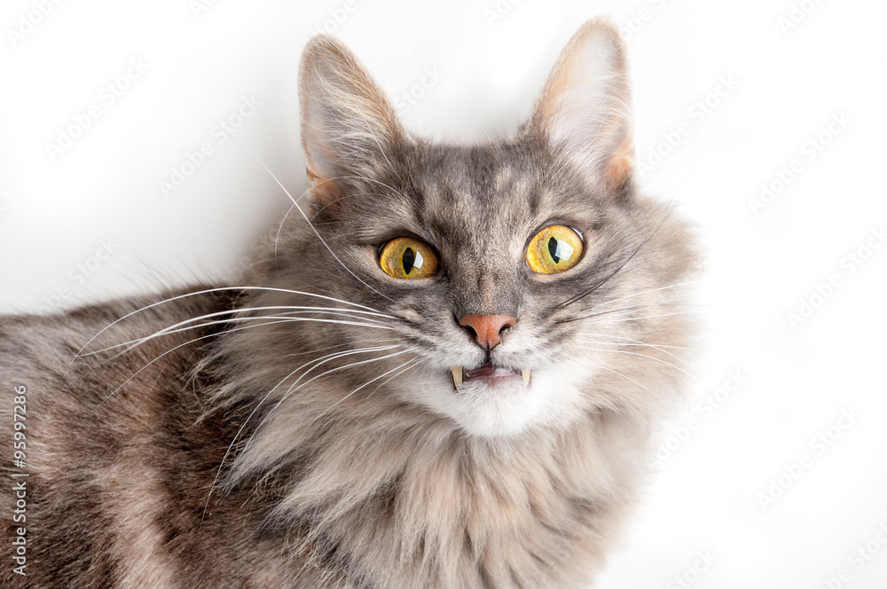Gray cat with canines