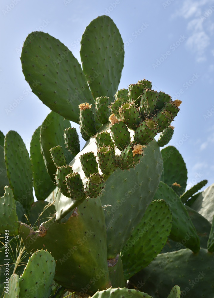 prickly pear on the plant of Opuntia Ficus Indica prickly pear on the plant of Opuntia Ficus Indica