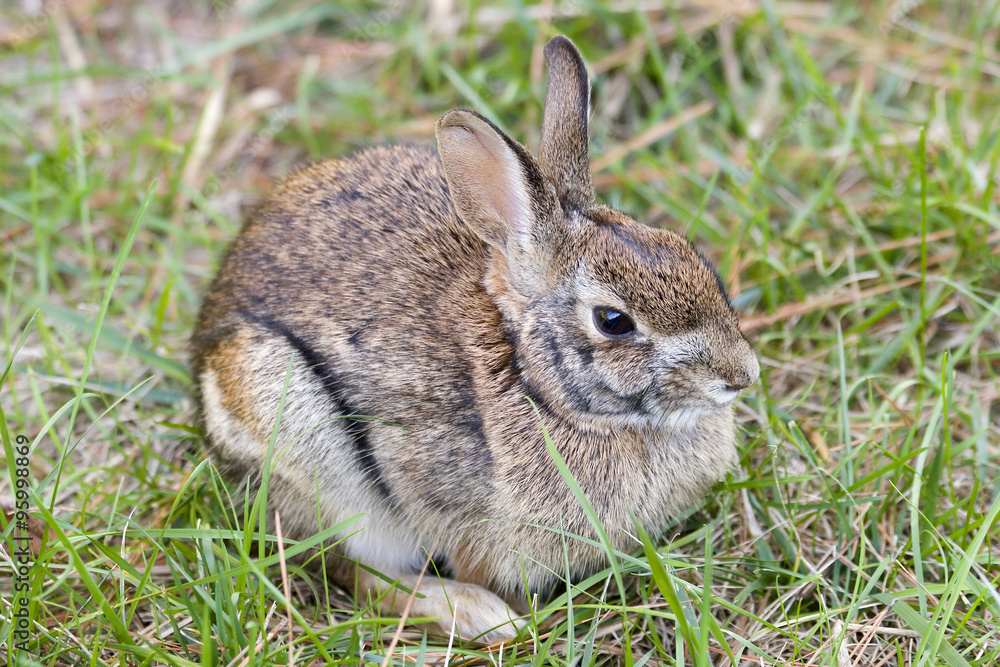 Fototapeta premium Cute Rabbit