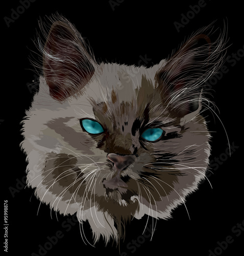 dark cat portrait isolated on black