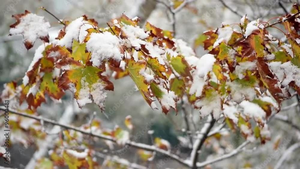 Great nature scene with first heavy snow fall in the park. Closeup of maple leaves with snow. Shallow dof. Slow motion hd footage. 1920x1080
