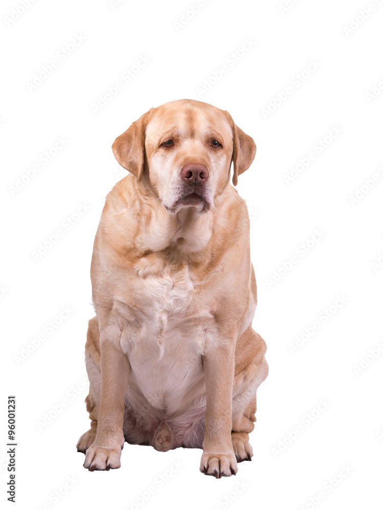 sad fat dog sad fat dog