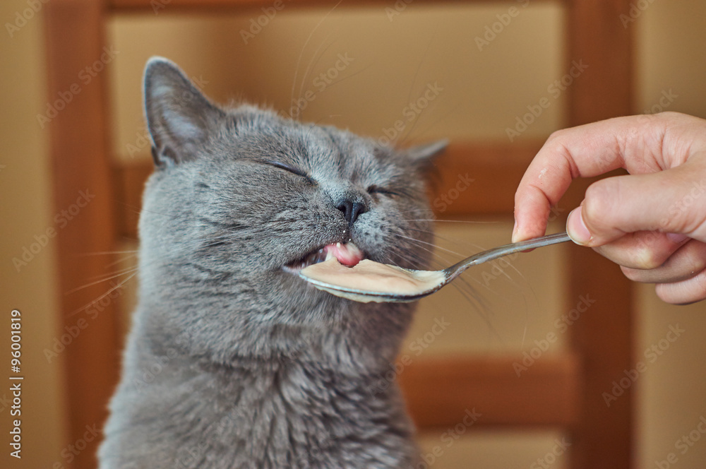 Fototapeta premium Girl feeding a british shorthair cat with a spoon