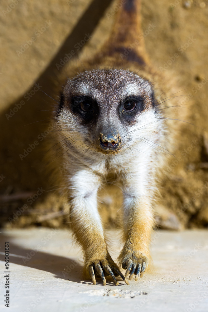 Fototapeta premium Meerkat looking up to camera