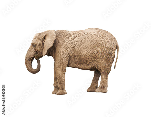 solated adult elephant