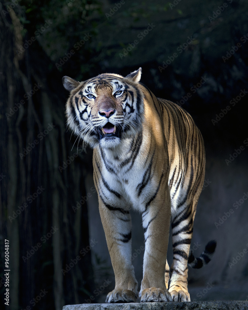 Obraz premium front standing tiger