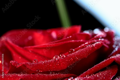 Waterdrop Rose